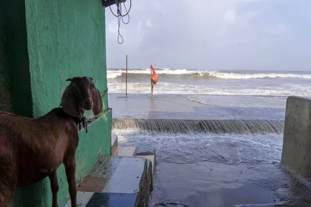 A goat is tide to a door of a house as high tide waves hit the Arabian Sea coast in Mumbai, India, Tuesday, June 13, 2023. (Photo by Rafiq Maqbool/AP Photo)