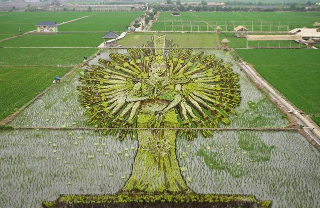 A 3D rice field painting featuring Thousand-hand Guan Yin is on display at a paddy field at Xinglongtai District on June 16, 2018 in Shenyang, Liaoning Province of China. This year's rice field paintings showcase images like dragon, calabash boys, and Thousand-hand Guan Yin. (Photo by AFP Photo/Picturedesk.com)