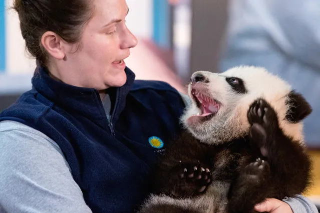 In this photo taken December 14, 2015, animal keeper Stacey Tabellario holds Bei Bei, the National Zoo's newest panda and offspring of Mei Xiang and Tian Tian, as he is presented to members of the media at the National Zoo in Washington. The youngest giant panda cub at the National Zoo is ready for his close-up. Bei Bei will make his public debut on Jan. 16. (Photo by Andrew Harnik/AP Photo)
