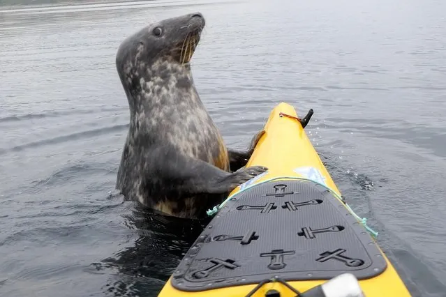Rupert Kirkwood, a vet, said the seal who came aboard his kayak off Cornwall, UK on July 23, 2018 was “like a dog wanting someone to throw a ball”. (Photo by Rupert Kirkwood/Apex)