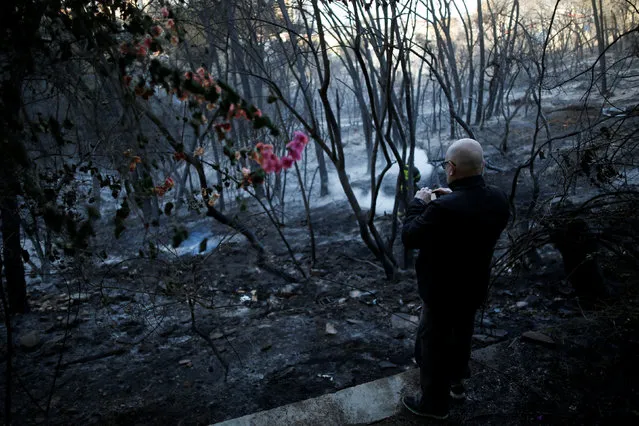 A resident takes a photo of trees burnt in Thursday's fire, from his garden, in the northern city of Haifa, Israel November 25, 2016. (Photo by Amir Cohen/Reuters)
