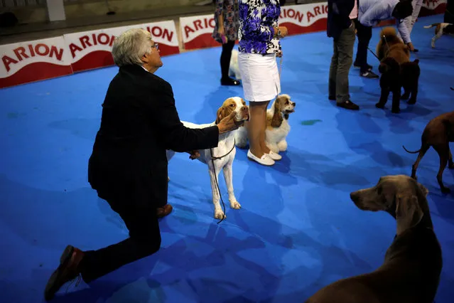Handlers wait with their dogs before they take part in a competition during the fifth edition of the “Mi Mascota” (My Pet) fair in Malaga, southern Spain, November 27, 2016. (Photo by Jon Nazca/Reuters)