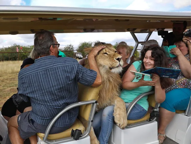 Filya, a 2-year-old lion, gets very friendly with tourists at Crimea's Taigan Safari Park on September 5, 2018. (Photo by Sergei Malgavko/TASS)