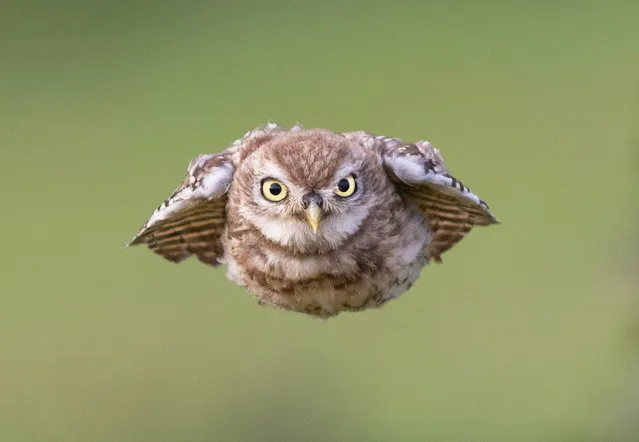 A little owl spotted on August 20, 2023 in Potters Bar, Herts, England looking like a UFO. (Photo by Ian Turner/Animal News Agency)