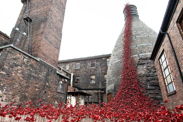 “Poppies: Weeping Window” opens at Middleport Pottery as part of 14-18 NOW's UK-wide tour of the poppies on August 1, 2018 in Stoke-on-Trent, England. (Photo by Jeff Spicer/Getty Images for 14-18 NOW)