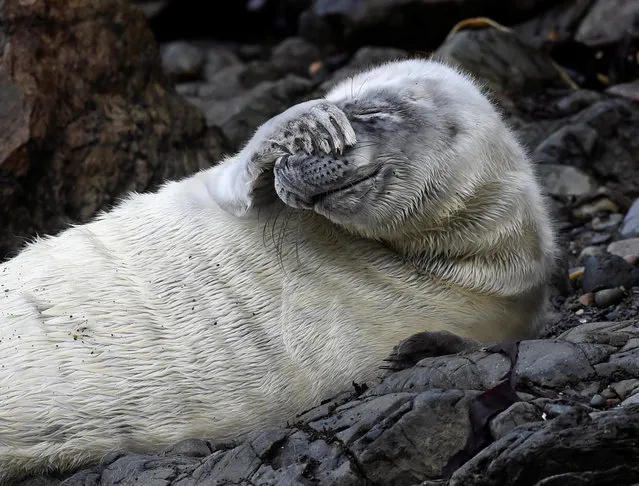 An Atlantic seal pup lies amongst the rocks at St Martin's Haven, Pembrokeshire, Wales, Britain October 8, 2018. Seal pups are born with fluffy white non-waterproof coats which they moult out in their fourth week. (Photo by Rebecca Naden/Reuters)