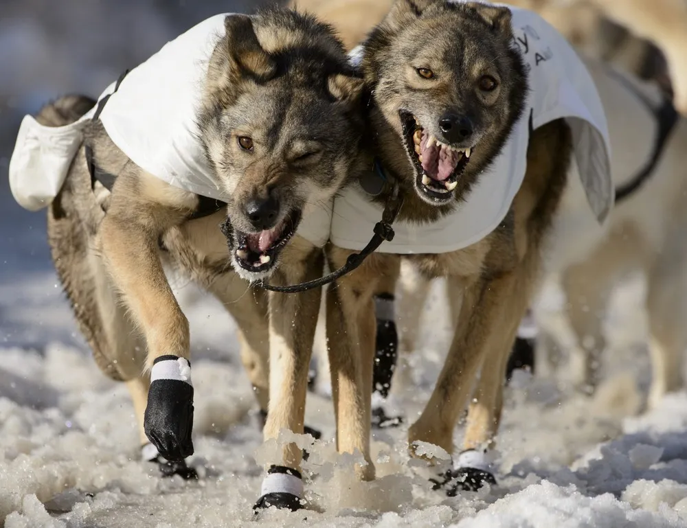 Iditarod Trail Sled Dog Race In Alaska