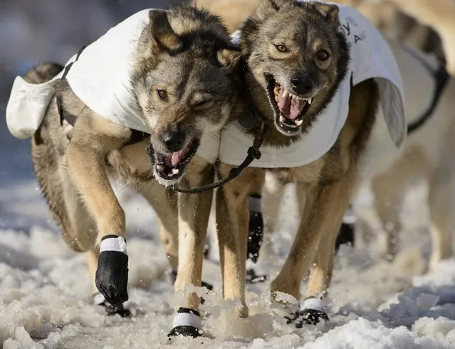 Richie Diehl team charges out of the chute over trucked-in snow at the 2015 ceremonial start of the Iditarod Trail Sled Dog race in downtown Anchorage, Alaska March 7, 2015. The timed portion of the race, which typically lasts nine days or longer, begins on Monday in Fairbanks, about 300 miles (482 km) away. Traditionally held in Willow, the timed start was moved to Fairbanks this year to accommodate an alternate trail selected after race officials deemed sections of the traditional path unsafe.    REUTERS/Mark Meyer  (UNITED STATES - Tags: SPORT ANIMALS SOCIETY)