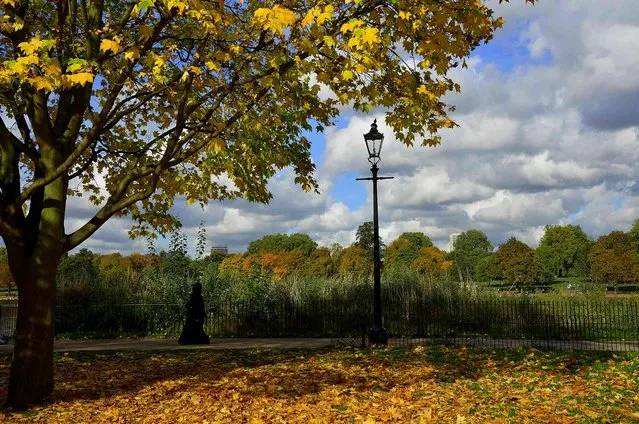 A visitor views the autumn colors in Hyde Park in London October 24, 2013. (Photo by Toby Melville/Reuters)