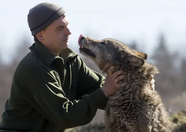 Dmitry Shamovich plays with a tamed wolf at a tourist homestead in the village of Sosnovy Bor, northeast from Minsk April 9, 2015. Shamovich, the owner of the homestead situated in a remote corner of the country, works mostly with bird watchers from Belarus and abroad, but also holds three tamed wolves to attract visitors. (Photo by Vasily Fedosenko/Reuters)