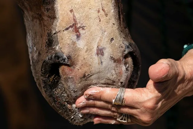 A volunteer spreads cream on the nose of a horse burned by the Chuweah Creek Fire near Nespelem as it recovers on a ranch, operated by volunteers with area animal welfare nonprofit Okandogs, in Rock Island, Washington, U.S., July 17, 2021. (Photo by David Ryder/Reuters)