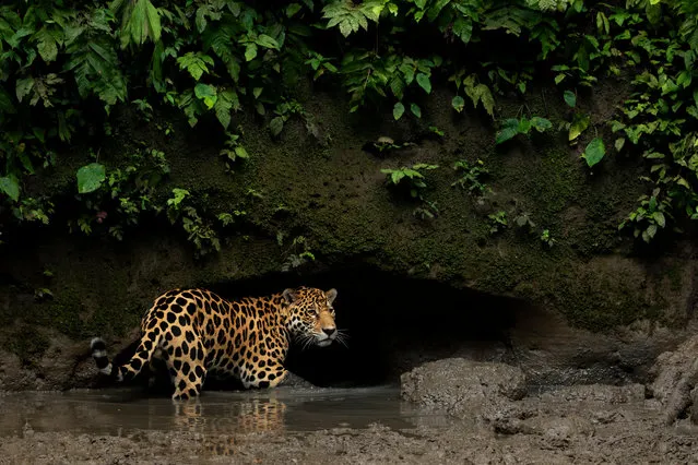 A jaguar in Yasuni National Park, Orellana. The loss of habitat is the biggest threat to jaguars in Ecuador, particularly along the coast, where more than 70% of the original forest cover has been lost. The vast majority of this destruction has taken place over the past 50 years with the expansion of the logging and agriculture industries, including coffee, cacao, palm oil and bananas, one of the country’s largest agriculture exports. (Photo by Lucas Bustamante/NPL)