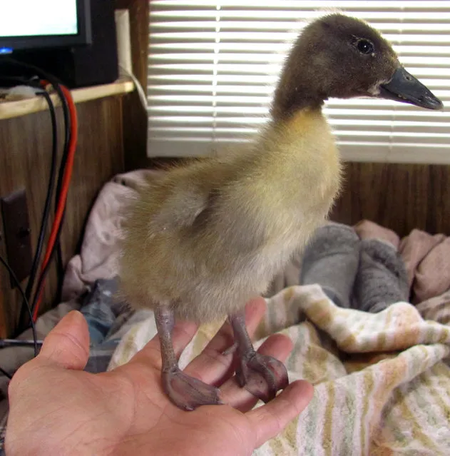 How This Man’s Saved A Duckling