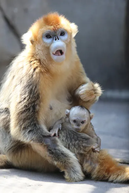 A golden monkey born 24 days ago plays in its mother's arms at the Jinan Zoo in Jinan, capital city of east China's Shandong Province, April 22, 2015. A newly-born white-cheeked gibbon and a golden monkey made their debut at the zoo on Wednesday and attracted many visitors. (Photo by Lu Chuanquan/Xinhua/SIPA Press)
