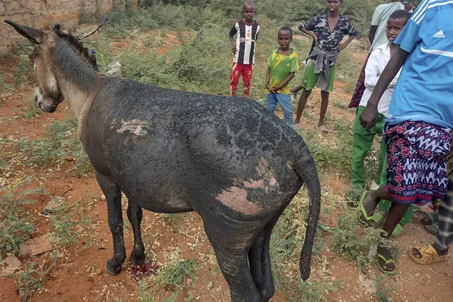 A donkey with injuries is seen after an improvised explosive device (IED) blew up in Mandera County, Kenya, Thursday, January 18, 2024. Authorities in Kenya say a donkey cart carrying a suspected improvised bomb has blown up at a checkpoint on the Kenya-Somalia border, killing one Kenyan police officer and critically wounding four others. A police report says the cart pulled by two donkeys and ridden by one man passed the Somali checkpoint of Bula Hawa and entered Kenya territory Thursday. (Photo by AP Photo)