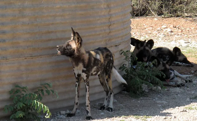 In this picture taken on Saturday, February 20, 2016, African wild dogs are seen at private game lodge in Limpopo-Lipadi, Botswana.  (Photo by Christopher Torchia/AP Photo)