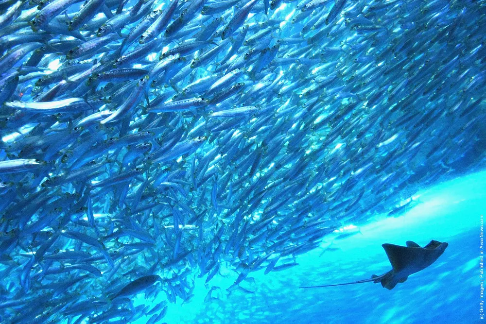 Yokohama Hakkeijima Sea Paradise