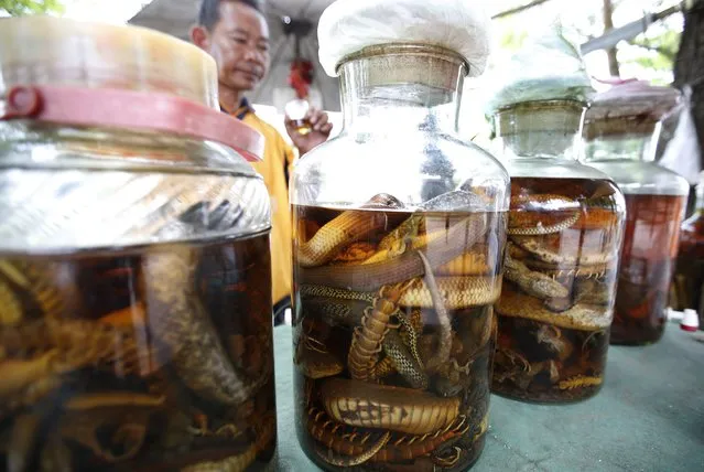 A picture made available on 17 May 2015 shows a Laotian man drinking a glass of a concoction made of pickled reptiles, among them snakes, centipedes and geckos, stored in large jars, a mixture believed by many to improve the health of people over 50, at a stall on the street of Luang Prabang, a UNESCO world heritage town, in the Lao Democratic Republic, 15 May 2015. (Photo by Barbara Walton/EPA)