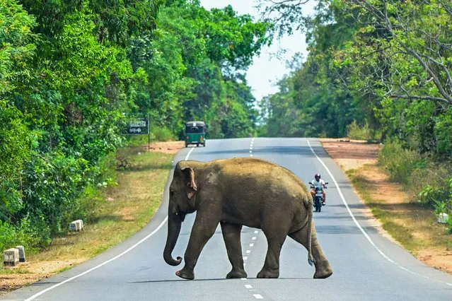 A wild elephant crosses a road in Habarana, Sri Lanka on April 13, 2024. (Photo by Ishara S. Kodikara/AFP Photo)