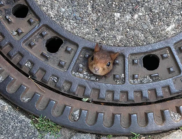A squirrel stuck in a drain cover in Dortmund, Germany on June 20, 2019. The entire cover had to be removed and taken with the squirrel to a veterinary clinic where the creature was given anaesthetic, freed and treated for neck wounds before it was released back into the wild. (Photo by Feuerwehr Dortmund/AP Photo)
