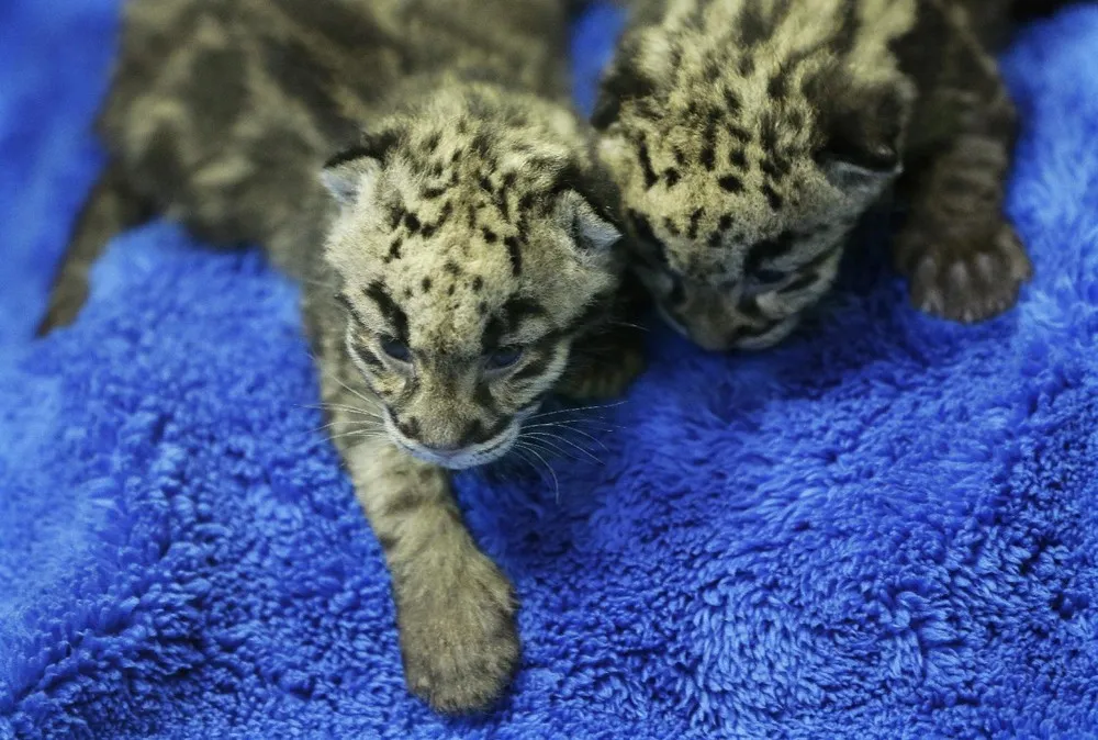 Newborn Clouded Leopard Cubs, Tacoma, Washington
