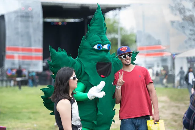 NORML provided a cannabis leaf costumed mascot at the National Cannabis Festival held on the grounds near RFK Stadium on April 23, 2016 in Washington, DC.
The fest featured musicians, vendors and educational exhibits. (Photo by Kate Patterson/The Washington Post)