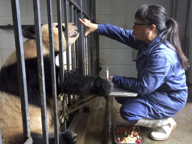 In this photo taken Saturday, March 25, 2017, Xu Yalin, a panda keeper for 19 years, perform an exercise to check the eyesight and teeth health of a 24-year-old female Giant Panda named Qiao Yuan at the China Conservation and Research Center for the Giant Panda Dujiangyan Base, in the southwestern province of Sichuan. Failing eyesight, poor digestion, bad teeth, limbs no-longer so limber: With giant pandas in captivity living longer than ever, the list of physical and even emotional needs is growing. (Photo by Helene Franchineau/AP Photo)