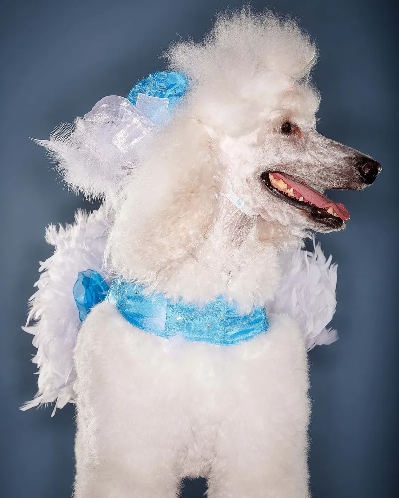 2014 Pooch Prom in Palm Beach