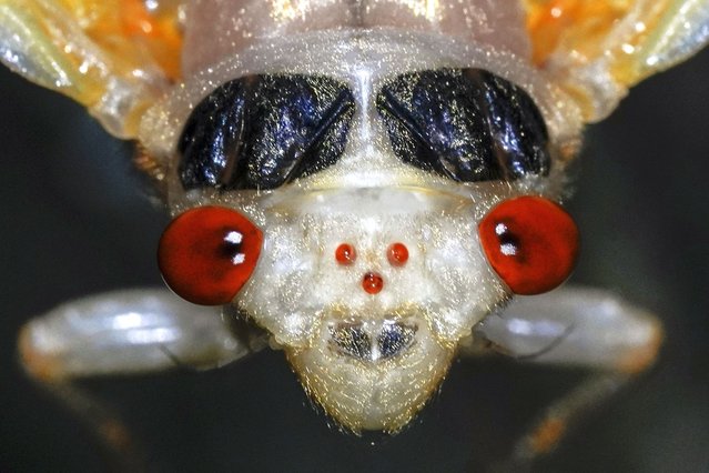 An adult periodical cicada, in the process of shedding its nymphal skin, is visible on Saturday, May 11, 2024, in Cincinnati. There are two large compound eyes, which are used to visually perceive the world around them, and three small, jewel-like, simple eyes called ocelli at center. (Photo by Carolyn Kaster/AP Photo)