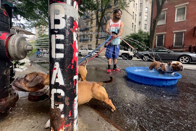 Edgar Sanchez stops on a walk with his dogs who cool off in a pool beside a fire hydrant sprayer, Saturday, June 22, 2024, in the Lower East Side neighborhood of New York. (Photo by John Minchillo/AP Photo)