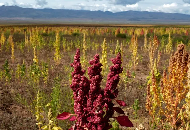 Quinoa plants are seen as part of the sweet quinoa promotion at the Canaviri district in La Paz, Bolivia, April 22, 2017. (Photo by David Mercado/Reuters)