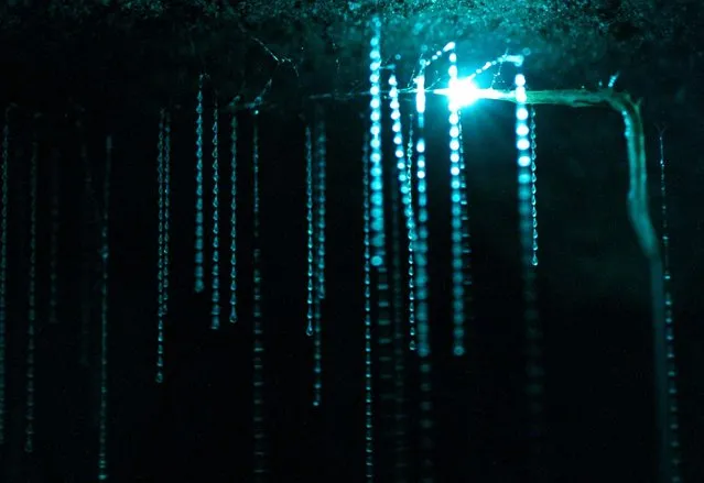 Waitomo Glowworm Caves New Zealand