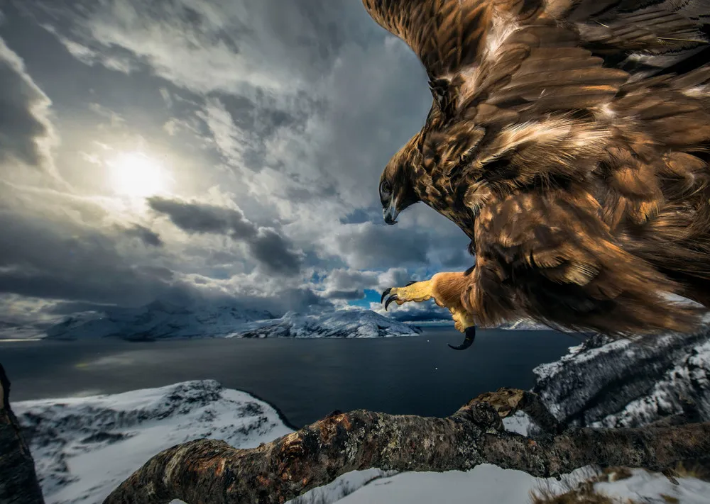 Wildlife Photographer of the Year 2019 Winners