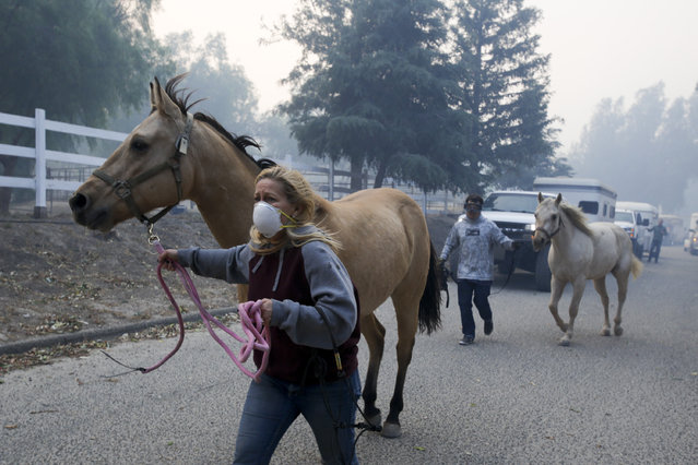 Horses are evacuated from a ranch in Simi Valley, Calif., Wednesday, October 30, 2019. A large new wildfire has erupted in wind-whipped Southern California, forcing the evacuation of the Ronald Reagan Presidential Library and nearby homes. (Photo by Ringo H.W. Chiu/AP Photo)