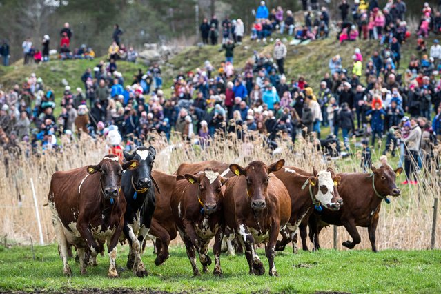 The cows of the Backa dairy farm run to their pasture for the first time this year after spending the winter in the barn on April 29, 2023 in Karsta, northeast of Stockholm. (Photo by Jonathan Nackstrand/AFP Photo)