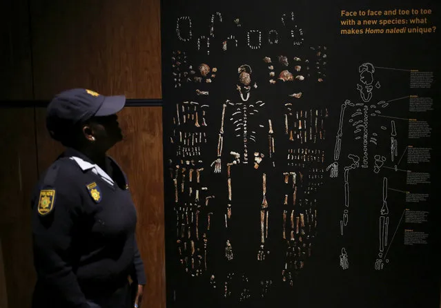 A Police officer looks at the picture during an exhibit of the largest collection of fossils of close human relatives ever to go on public in South Africa, at an area named “The Cradle of Humankind”, northwest of Johannesburg, South Africa, May 25, 2017. (Photo by Siphiwe Sibeko/Reuters)