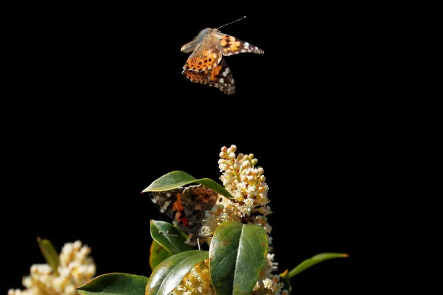 A swarm of painted lady butterflies land on a Carolina cherry tree as they migrate north from Mexico through Encinitas, California, U.S., March 14, 2019. (Photo by Mike Blake/Reuters)