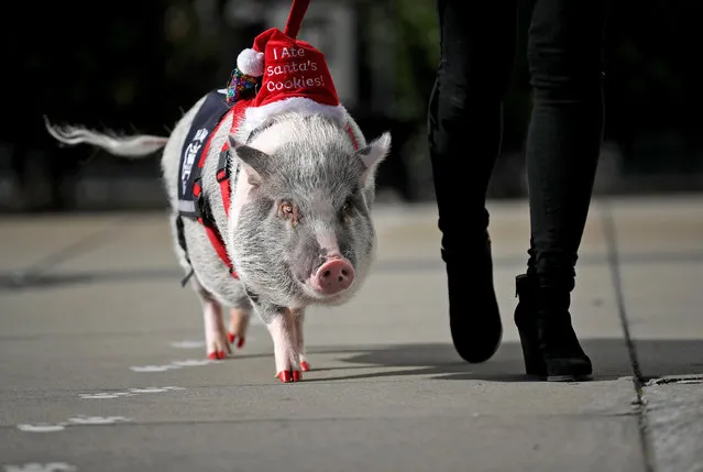 Tatyana Danilova (R) walks her pet pig named LiLou at San Francisco International Airport (SFO) on December 10, 2019 in San Francisco, California. LiLou, a five year-old Juliana pig is a member of SFO's Wag Brigade that brings therapy animals to airport's departure area to greet passengers as they wait for their flights. (Photo by Justin Sullivan/Getty Images)