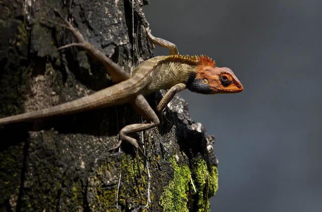 An Oriental Garden Lizard sits on a tree in Gauhati, India, Tuesday, April 16, 2019. During the breeding season, the male lizard's head and throat turn a bright color. (Photo by Anupam Nath/AP Photo)