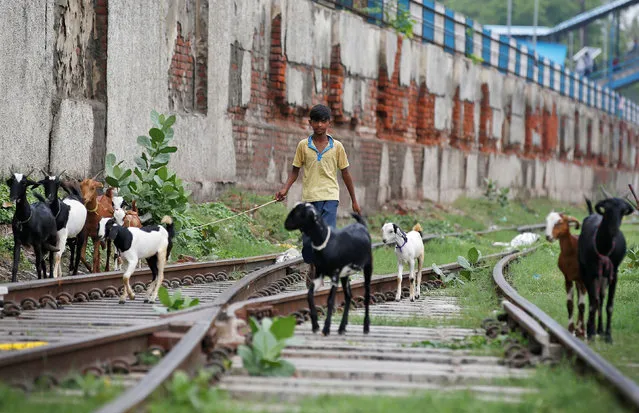 A boy herds goats on the railway tracks at Ghaziabad train station in the outskirts of Delhi, June 28, 2017. (Photo by Cathal McNaughton/Reuters)
