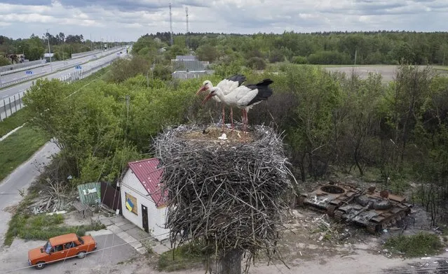 A pair of white storks, the national bird of Ukraine, in their nest overlooking two burnt out Russian tanks near Kyiv on May 21, 2022. (Photo by Jack Hill/The Times)