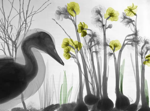 Coloured X-ray of a duck amongst flowers. A physicist has used X-ray to create an extraordinary collection of artwork. Arie van't Riets pictures reveal birds, fish, monkeys and flowers in an incredible new light. The 66-year-old, from Bathmen in the Netherlands, began X-raying flowers as a means to teach radiographers and physicians how the machine worked. But after adding a bit of colour to the pictures, the retired medical physicist realised the potential for an exciting new collection of art. (Photo by Arie van't Riet/Barcroft Media)