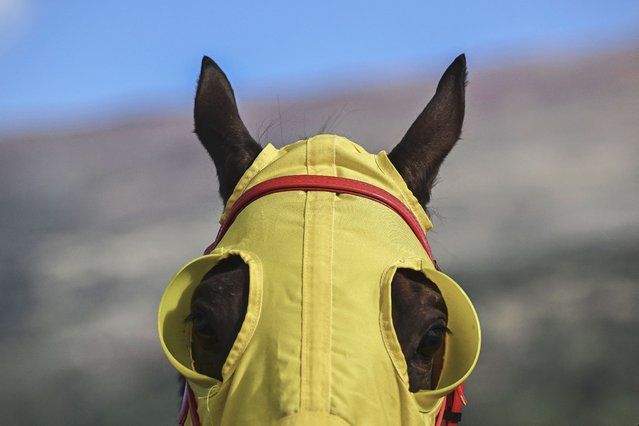 A horse looks on during a traditional horse racing competition in the village of Opoja, on September 28, 2024. (Photo by Armend Nimani/AFP Photo)