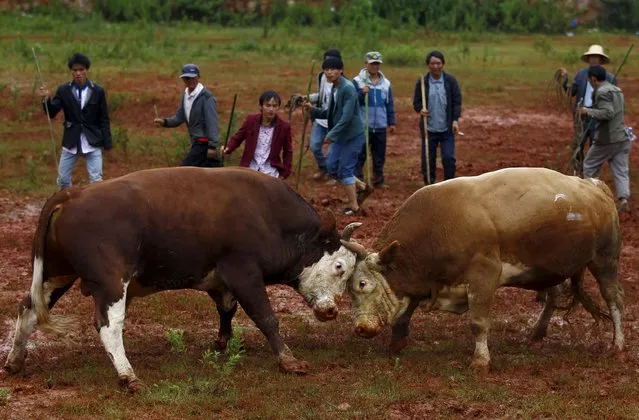 Ethnic Miao watch a bull fight during a celebration at the Start of Autumn, in Aziying township of Kunming, Yunnan province, China, August 8, 2015. The Start of Autumn is the 13th of the 24 solar terms in the traditional Chinese calendar. (Photo by Wong Campion/Reuters)