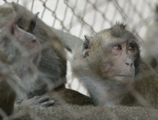 Monkeys look from a cage before being moved for sterilization in a bid to control the birth rate of the monkey population in Hua Hin city, Prachuap Khiri Khan Province, Thailand, 15 July 2017. (Photo by Narong Sangnak/EPA/EFE)