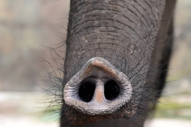 In this photograph taken on June 18, 2016, an elephant performs a routine at the zoo in Dehiwala near Colombo. Elephants are considered sacred and are protected by law in Sri Lanka, but a Buddhist monk and a judge are among dozens under investigation for poaching baby jumbos, often after killing their mothers. (Photo by Lakruwan Wanniarachchi/AFP Photo)