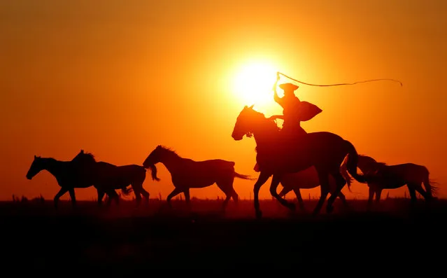 Traditional Hungarian horsemen herd a team of horses as the sun sets in the Great Hungarian Plain in Hortobagy, Hungary June 29, 2016. (Photo by Laszlo Balogh/Reuters)