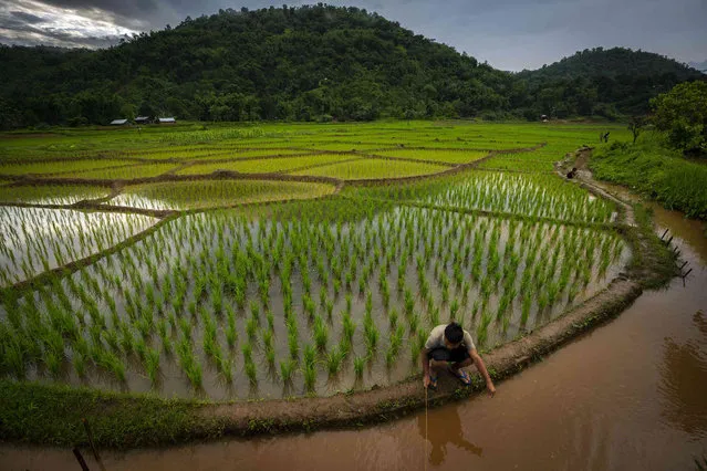 A tribal Khash boy catches fish in a paddy field at Moronga village, along the Assam-Meghalaya state border, India, Tuesday, July 19, 2022. (Photo by Anupam Nath/AP Photo)