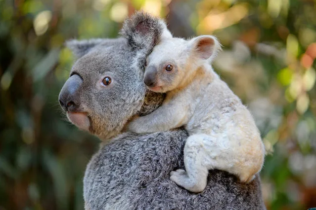 This undated handout from the Australia Zoo received on August 22, 2017 shows a white koala joey on her mother Tia at the Australia Zoo on Queensland's Sunshine Coast. The female joey's extremely pale colouration is caused by a recessive gene and thought to be inherited from her mother Tia who has had other pale coloured joeys in the past.  The joey is yet to be named with Tourism Australia set to encourage naming suggestions. (Photo by AFP Photo/Australia Zoo)
