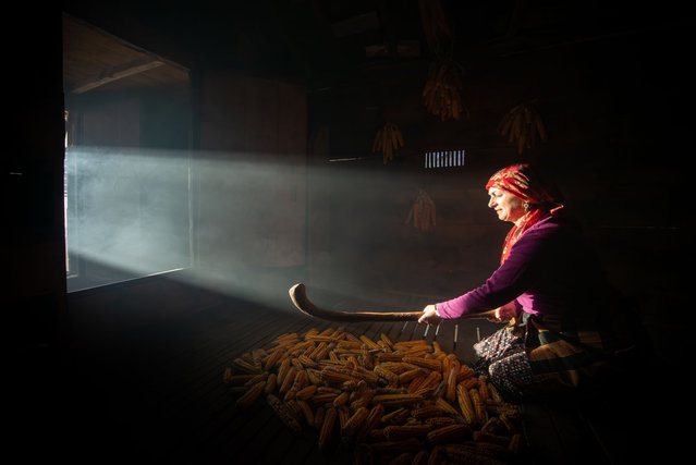 A woman works on the process of storing products, especially corn and pumpkin, for the winter season in the historical serenders in Trabzon's Tonya district, Turkiye on October 16, 2024. The serenders, which are generally built for the storage of food, are built high above the ground and protect the products from pests and wild animals. (Photo by Engin Ayyildiz/Anadolu via Getty Images)